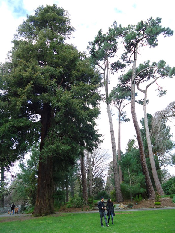 christchurchsequoia